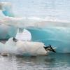 Unos 150.000 pingüinos murieron en la Antártida por desplazamiento de iceberg