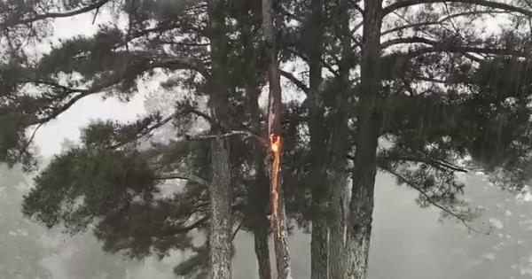 Tree Burns After Lightning Strike In Georgia Storm Yahoo Tv 