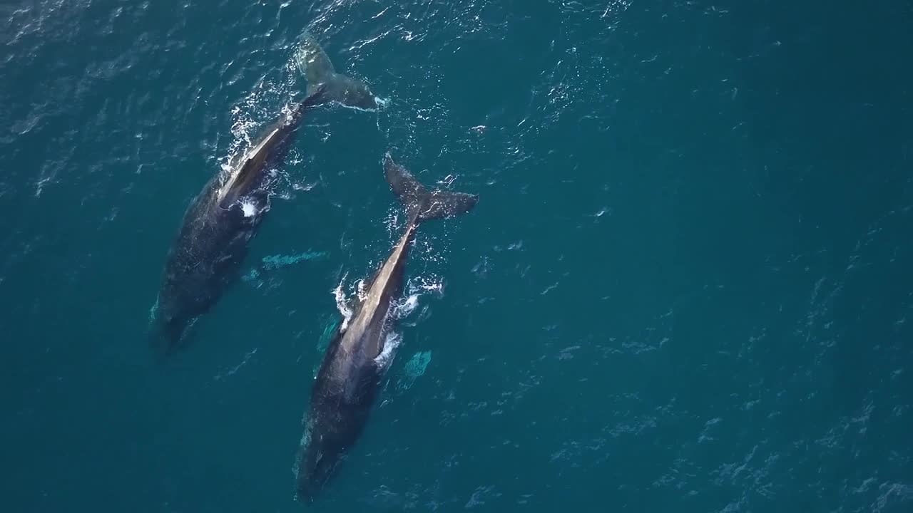 Beautiful drone footage captures mating humpback whales in Indian Ocean