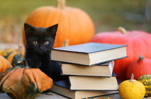 Autumn books for Halloween concept.Stack of books with black covers, black cat and pumpkins set on garden background. Scary autumn reading