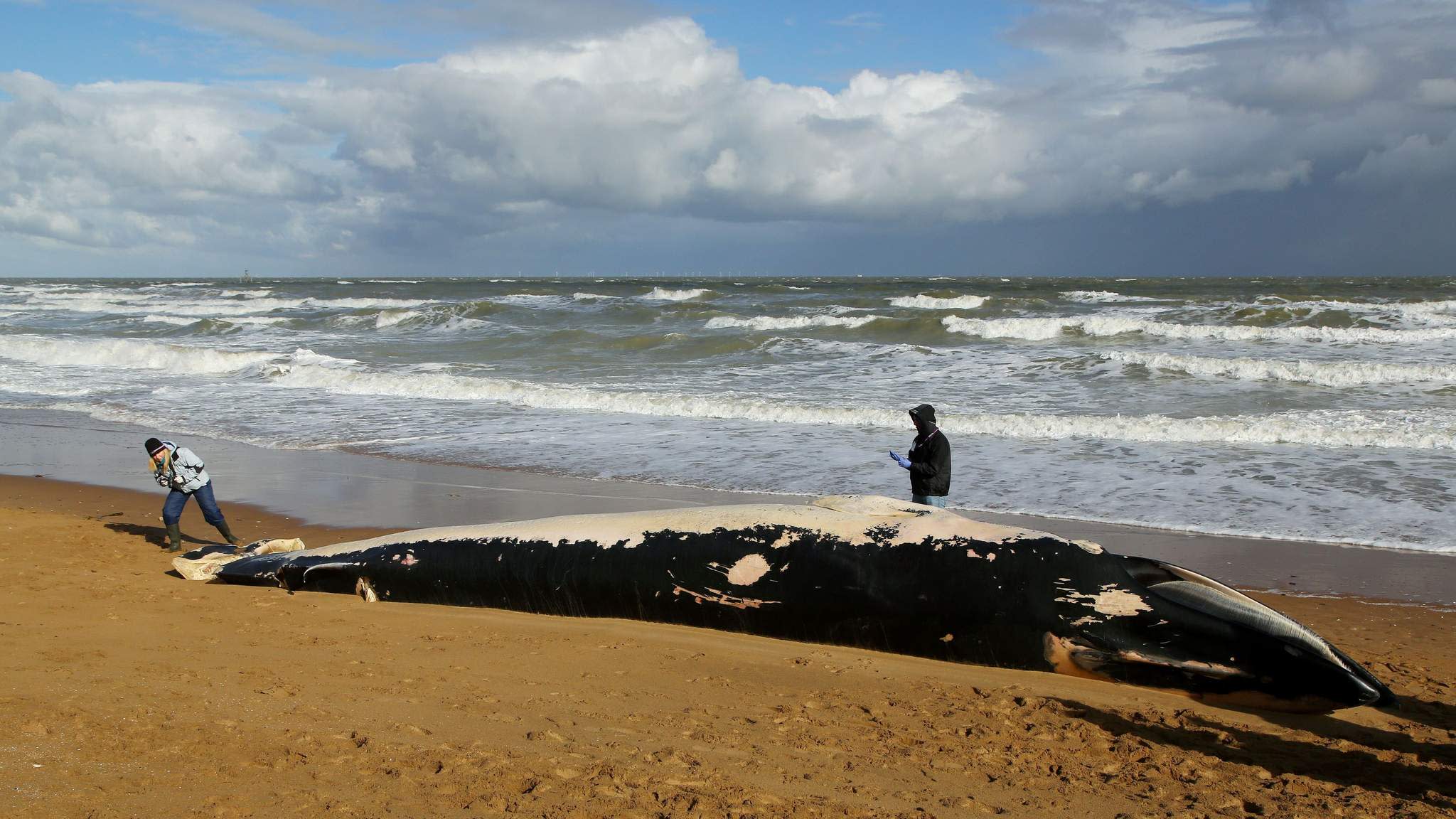 Dead Whale Washes Ashore On Kent Coast