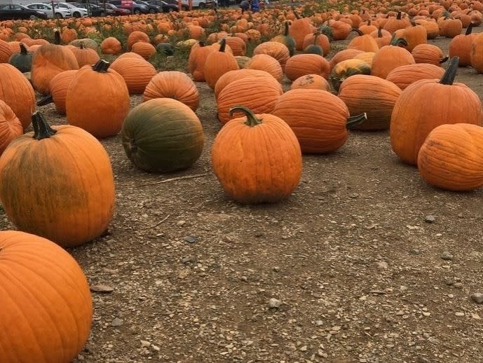 Download pumpkin patch miami dade