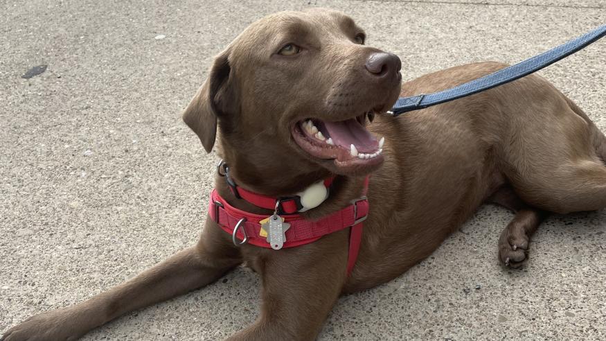 A brown dog laying on the sidewalk wears a red collar and harness. An Apple AirTag in a white case is attached to the collar.