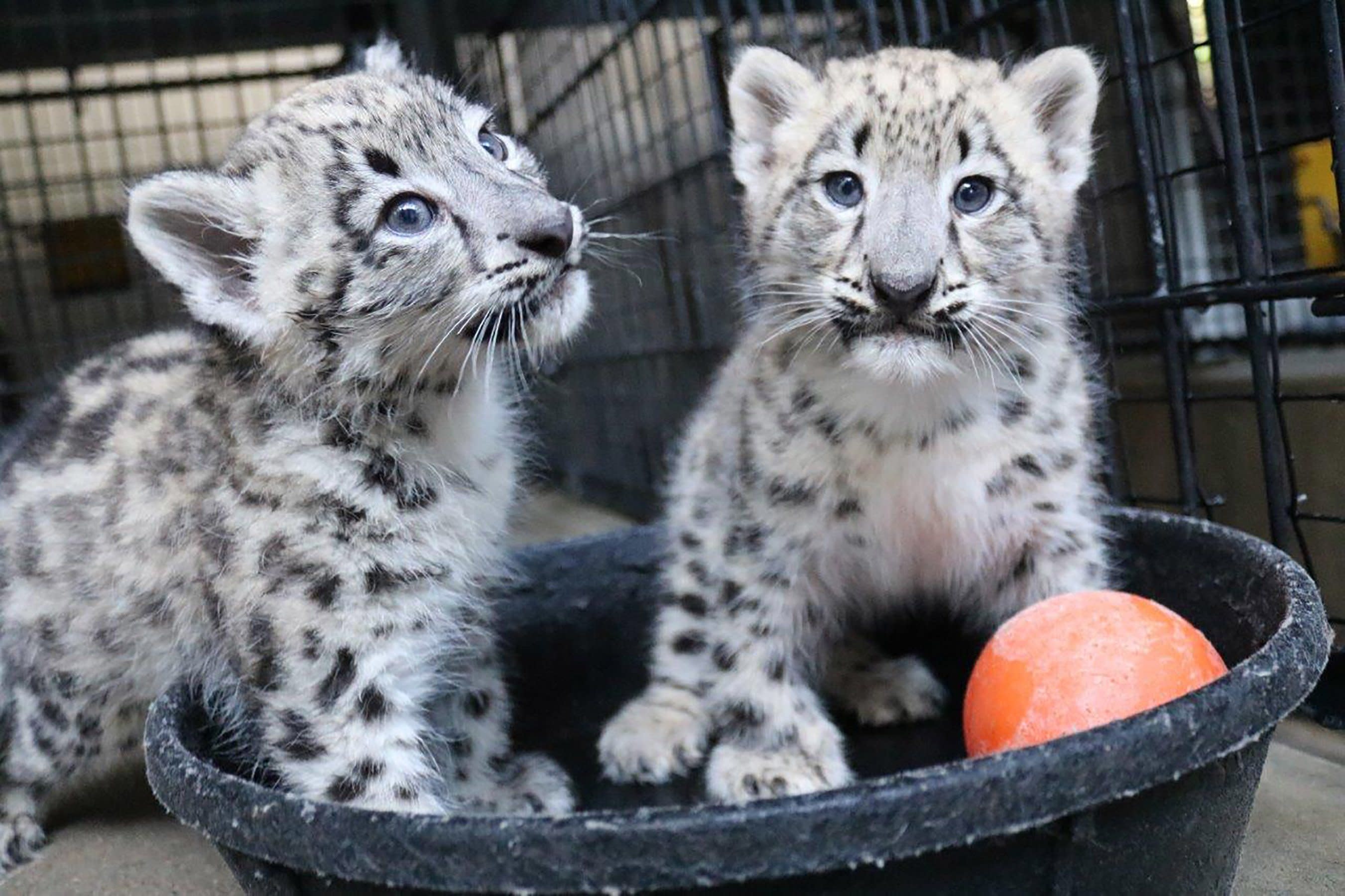 Two Stunning Snow Leopard Cubs Are the New Stars of Omaha's Henry