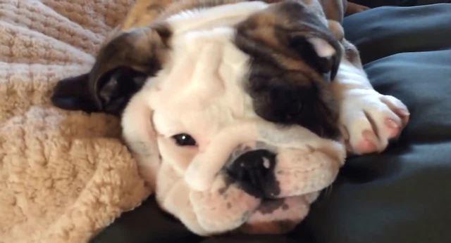 reuben the bulldog breeder