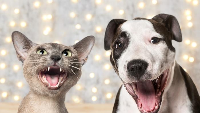 A dog and cat facing the camera with their mouths wide open.