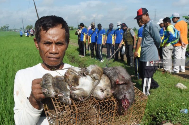 Loker Pertanian Ngawi Gerak Cepat Antisipasi Ketersediaan Pangan Ngawi Lakukan Daftar Lowongan Kerja Terbaru Memang Saat Ini Banyak Diminati Oleh Semua Elemen Masyarakat Yang Sedang Mencari Pekerjaan Mulai Dari Susanna Moulton