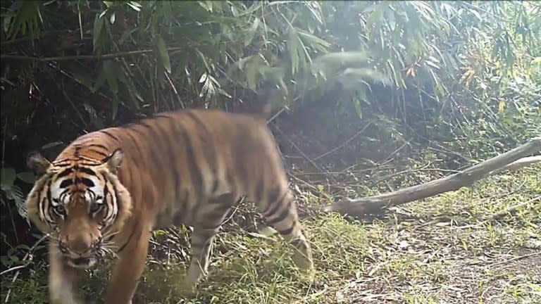 Rare video released of a family of tigers feeding on their prey in Thailand   Thai PBS World : The latest Thai news in English, News Headlines, World  News and News Broadcasts