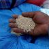 Genetic study may make ancient Inca quinoa a grain of the future