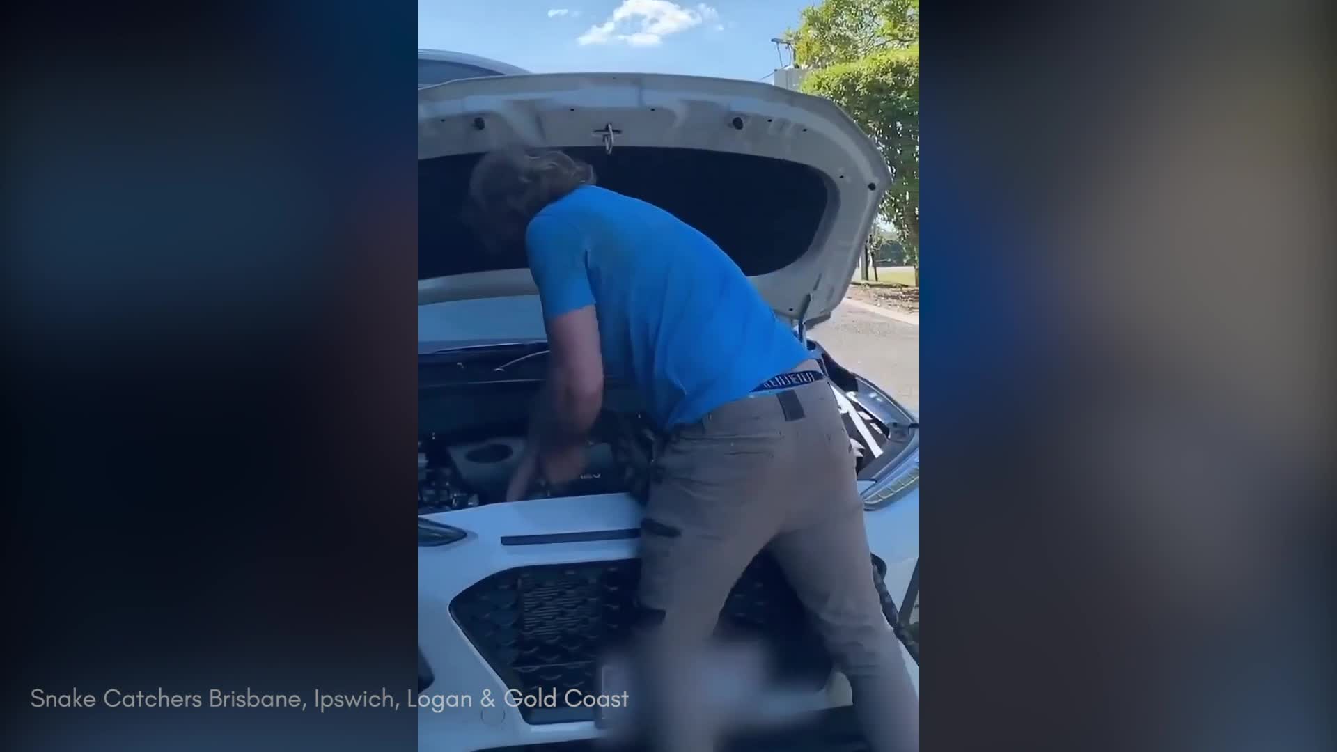 Melbourne resident finds deadly tiger snake in toilet bowl