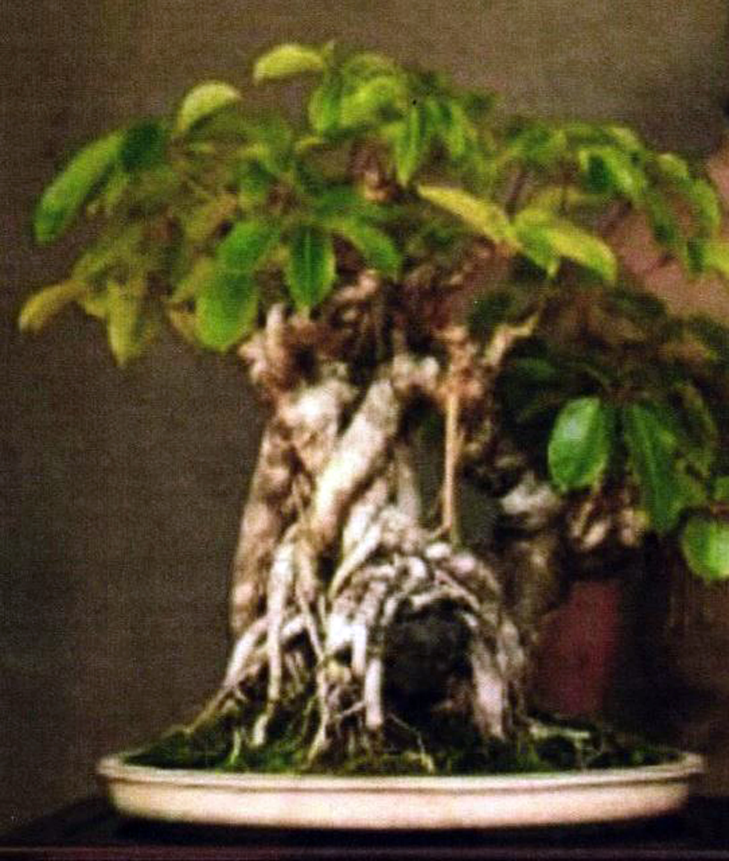 Hawaii bonsai tree stolen after owner raised it for decades