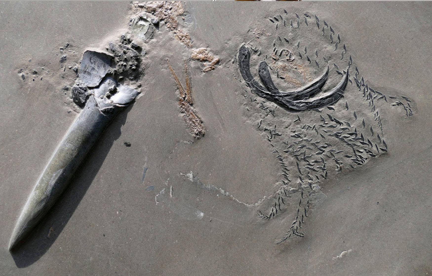 Researchers found a fossil of three sea creatures eating each other - Yahoo Entertainment