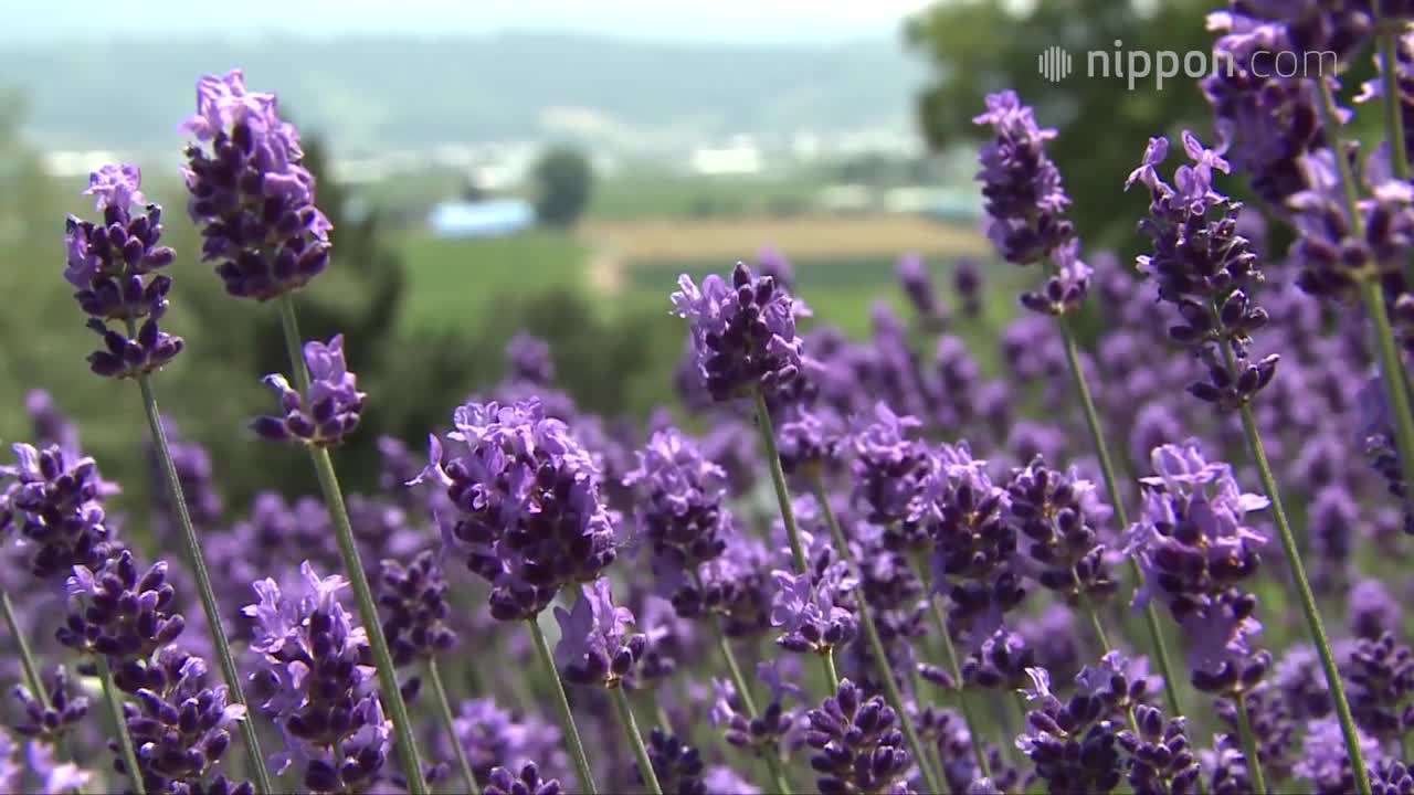 影片 夏天被薰衣草好好療癒吧 來去北海道富良野