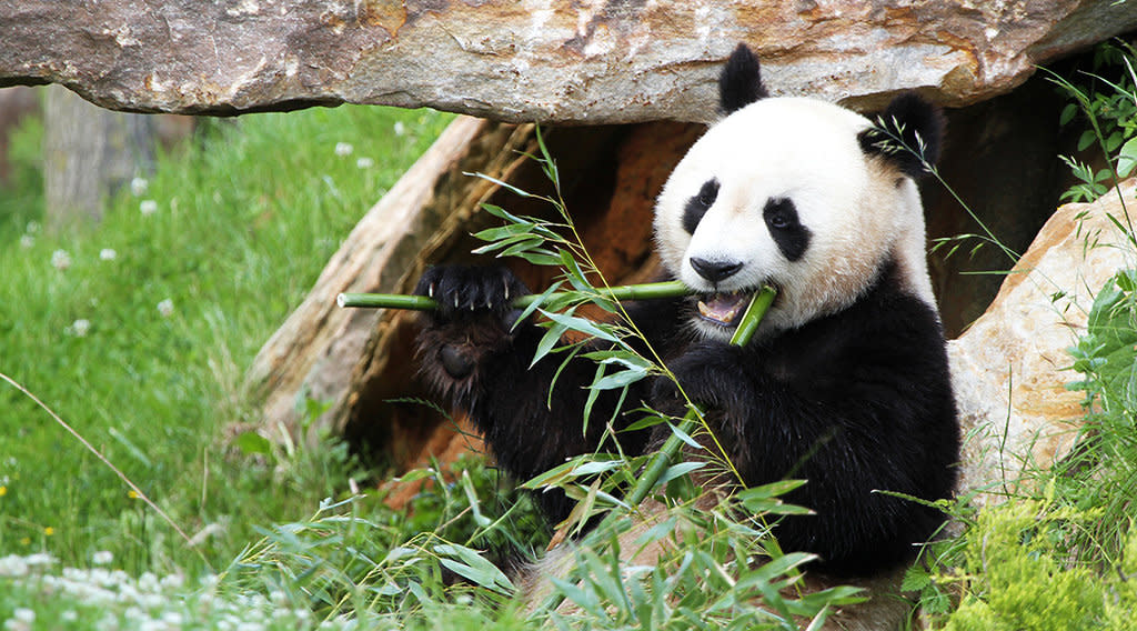 le panda en est un 6 lettres