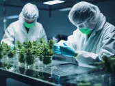 Tilray Brands, Inc. (NASDAQ:TLRY) Q3 2024 Earnings Call Transcript