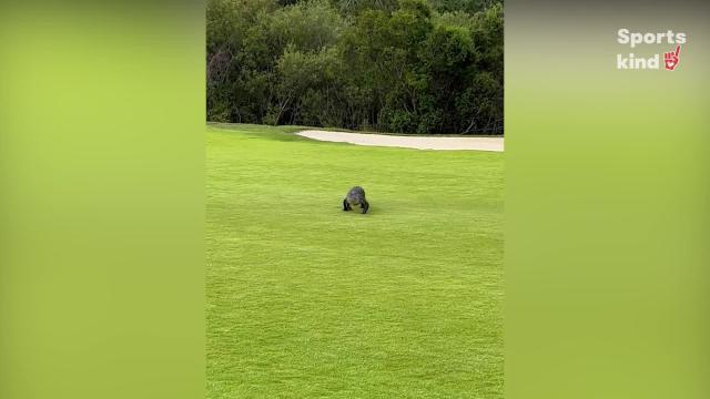 Golfer keeps his cool as stalking alligator approaches him