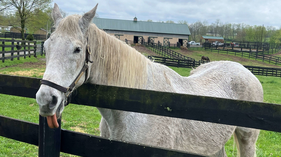  - Kentucky Derby winners Silver Charm and I'll Have Another are among the Thoroughbreds at Old Friends, one of a growing number of rescue