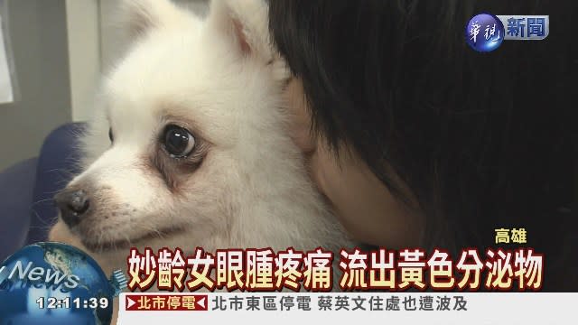 飼主急性結膜炎眼睛夾出狗毛 Yahoo奇摩新聞