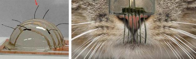 Scientists replicate kitty whiskers to help robots 'feel'