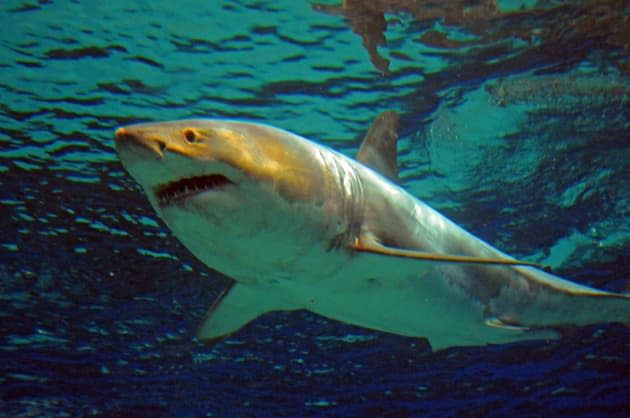 Two women were killed by a shark in the Red Sea