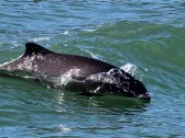 Pacific Mammal Research Uses Grants to Study Marine Mammals of the Salish Sea