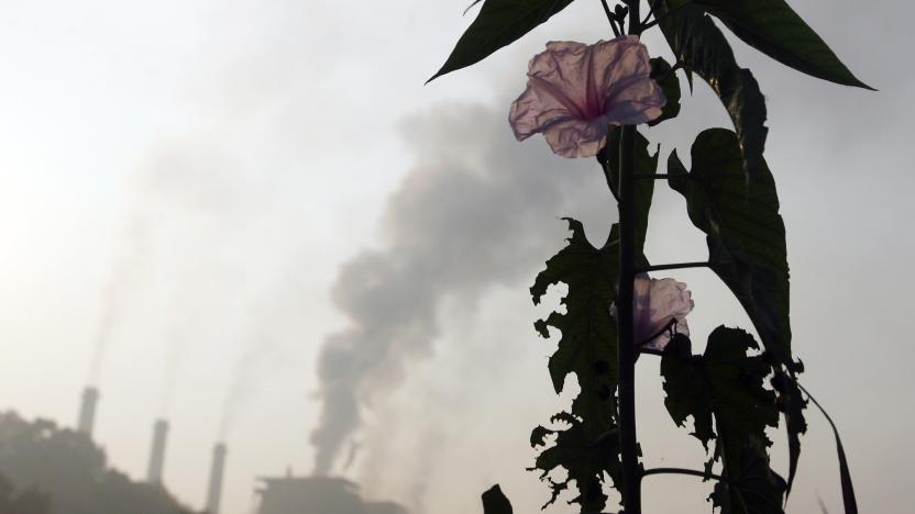 A flower grows close to a thermal power plant on the outskirts of Nagpur December 9, 2009. A 20 percent cut in greenhouse gases by rich nations would be a "pretty good" result for a U.N. climate summit even though it falls short of developing nations' hopes, the head of the U.N. climate panel said on Tuesday. REUTERS/Arko Datta (INDIA ENVIRONMENT SOCIETY IMAGES OF THE DAY)