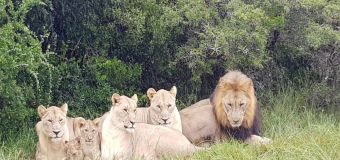 'Venganza' de leones contra cazadores en Sudáfrica