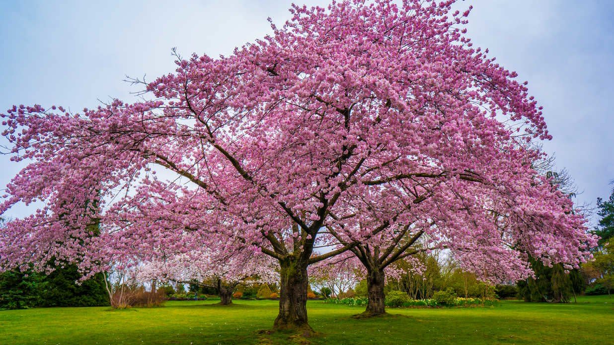 You Can Buy a Cherry Blossom Tree for Just 39 at The Home Depot