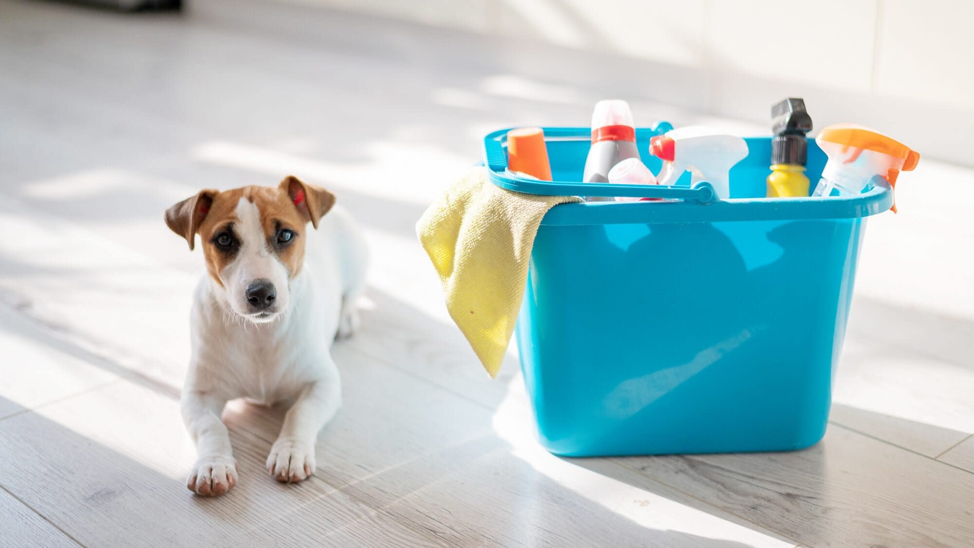 Pet-Safe Household Cleaning Products That Won't Harm Your ...