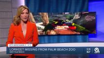 Lorikeet valued at $500 missing from Palm Beach Zoo