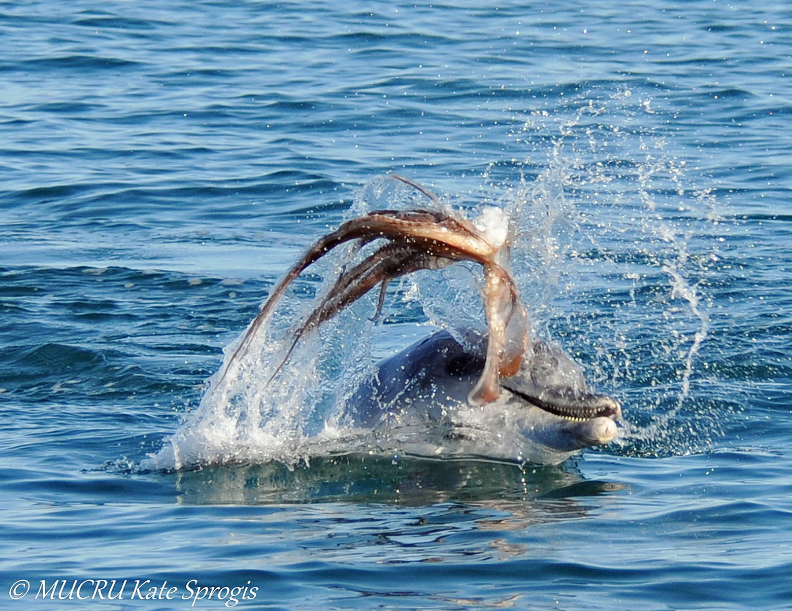 Watch dolphins learning how to eat octopus without killing themselves