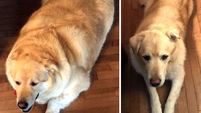 7 Foto Keren Anjing Obesitas Berjuang Turunkan Berat Badan ...