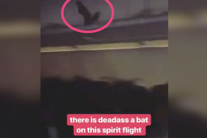 Extremely Cursed Watch A Loose Bat Fly Around A Spirit