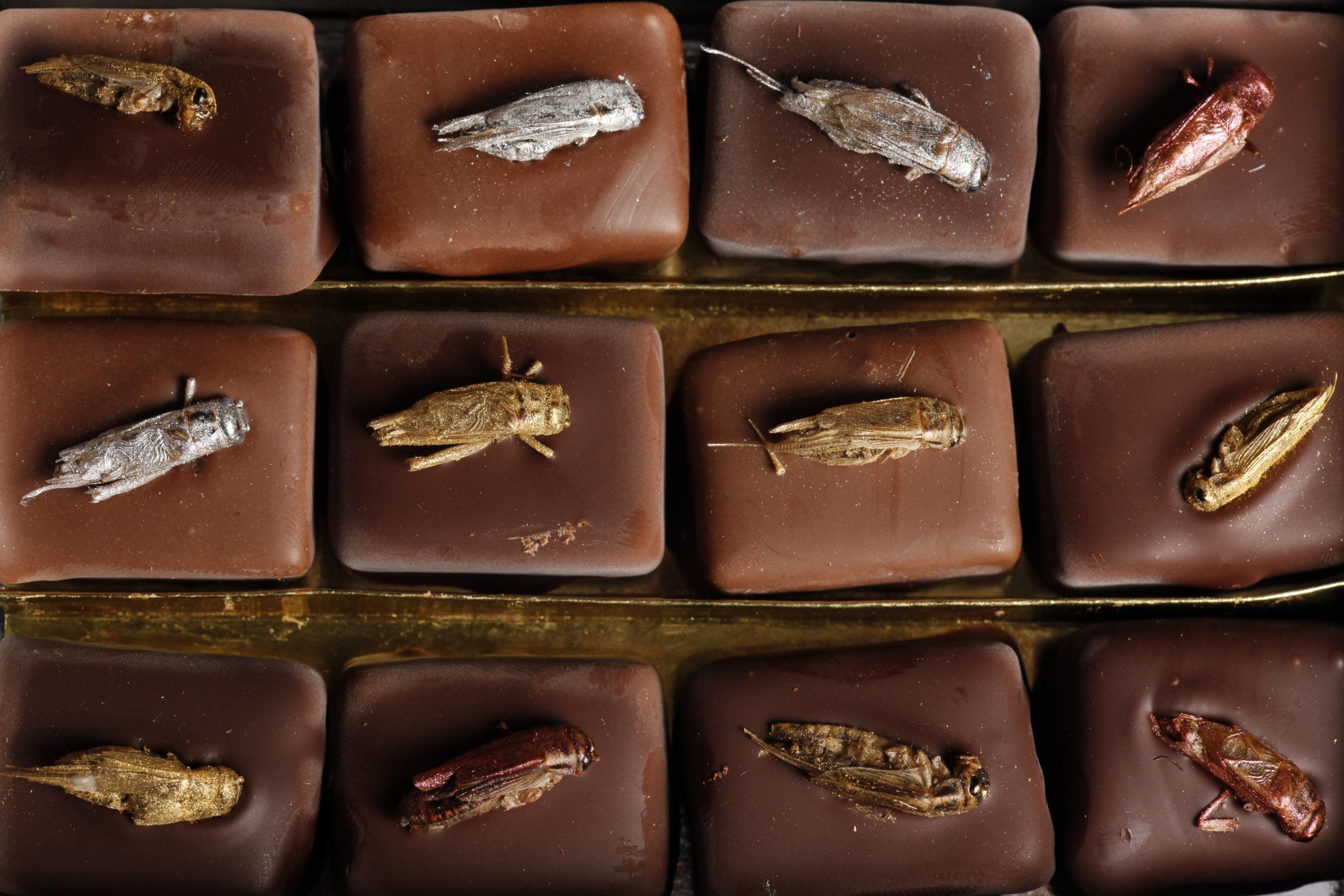 Don't Bug Out—the Market for Edible Insects Is Jumping