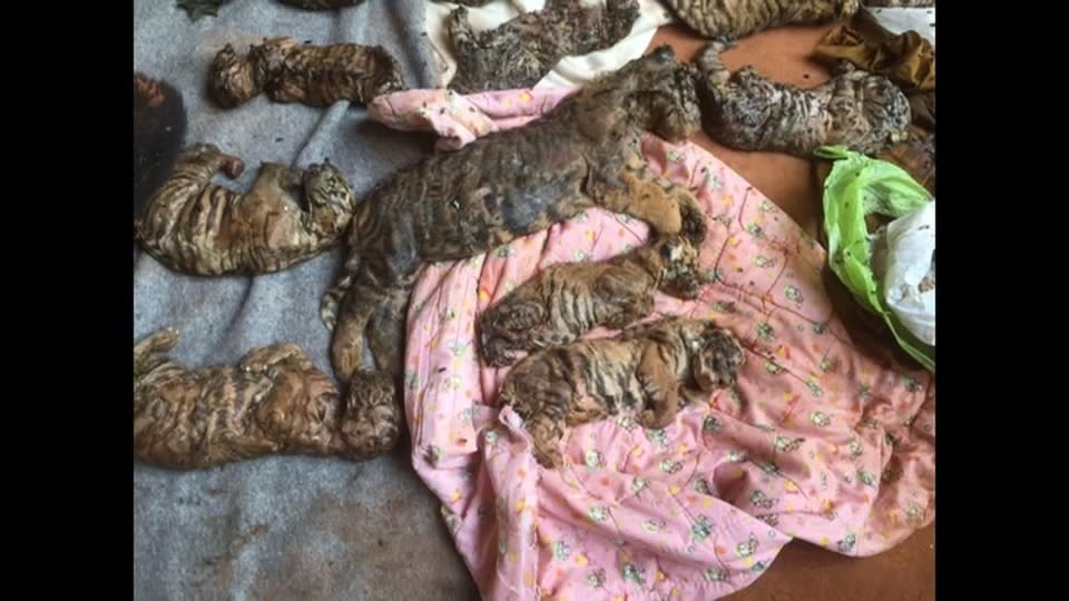 Bodies of 40 tiger cubs found in Thai temple freezer