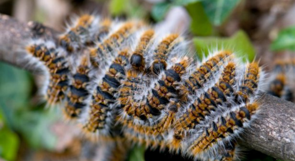 Chenilles Processionnaires Invasion En France Comment Eviter Leur Piqure Urticante