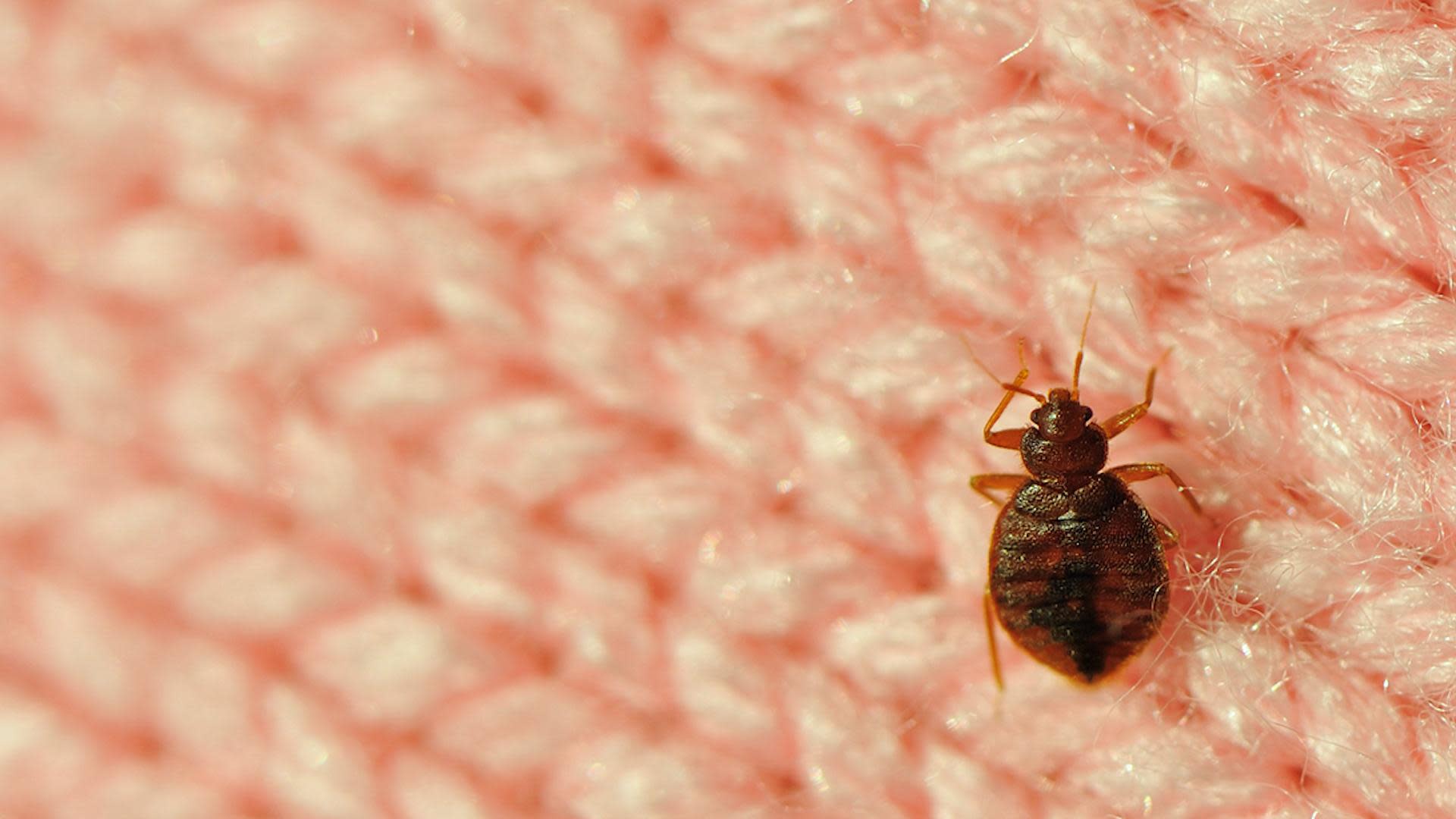 how-to-check-for-bed-bugs-in-a-hotel-room