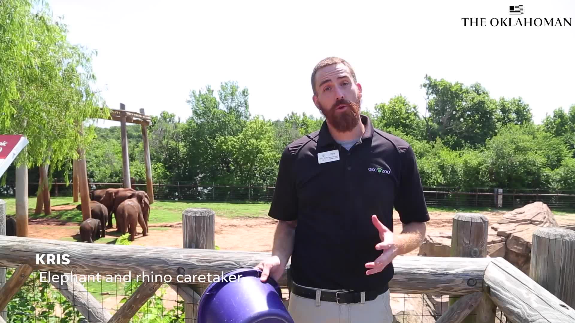 OKC Zoo caretakers help elephant herd take care of baby Rama