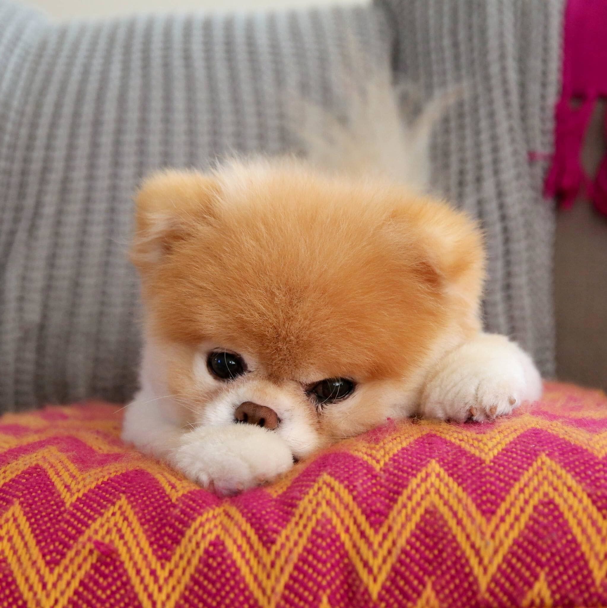 Boo, the "World's Cutest Dog," Dies