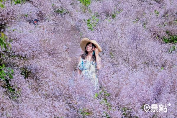 春必賞淡紫麝香木花海 仙氣爆棚超美拍景點必收