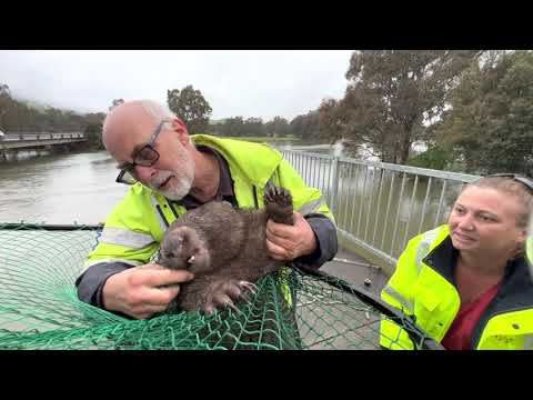 Feisty Wombat sauvé des débris sur la rivière Victoria gonflée