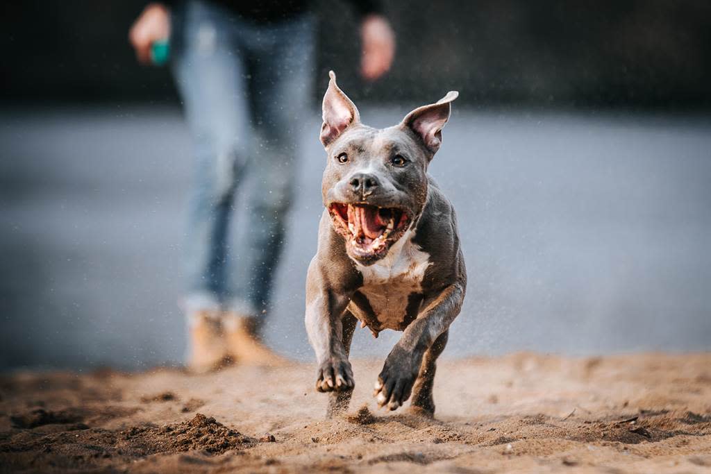 比特犬殘暴式攻擊非天性動物專家 有問題的是人 Undefined Yahoo奇摩行動版