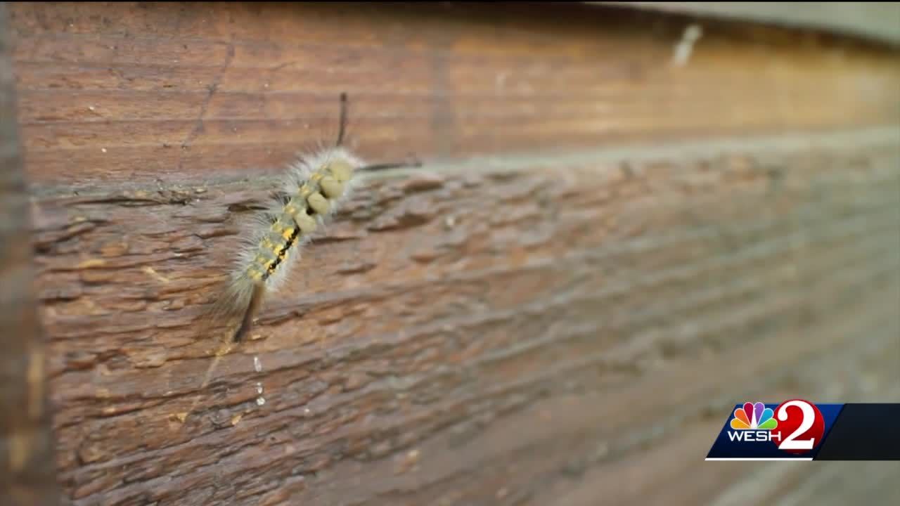 Warning after Aussie's common discovery at base of tree: 'Stay away