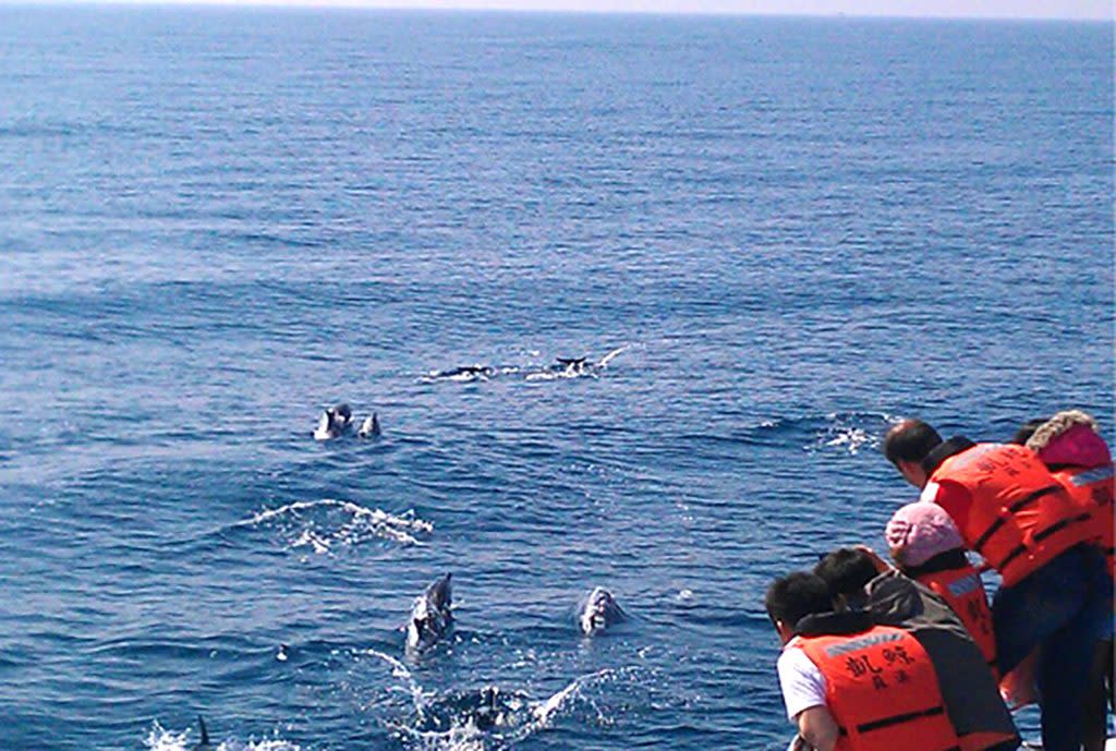 花莲。宜兰－亲子赏鲸｜图片来源：Tripbaa趣吧！达人带路