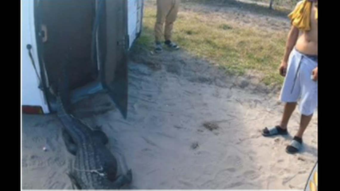 Two large alligators tumble out of SUV after teen driver crashes, Florida cops say