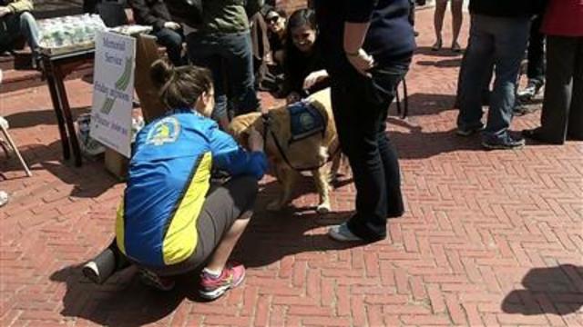 Therapeutic Dogs Comfort Boston After Blasts