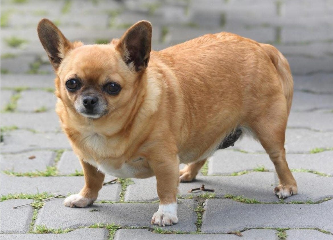 Fluffy depends on you to make healthy choices