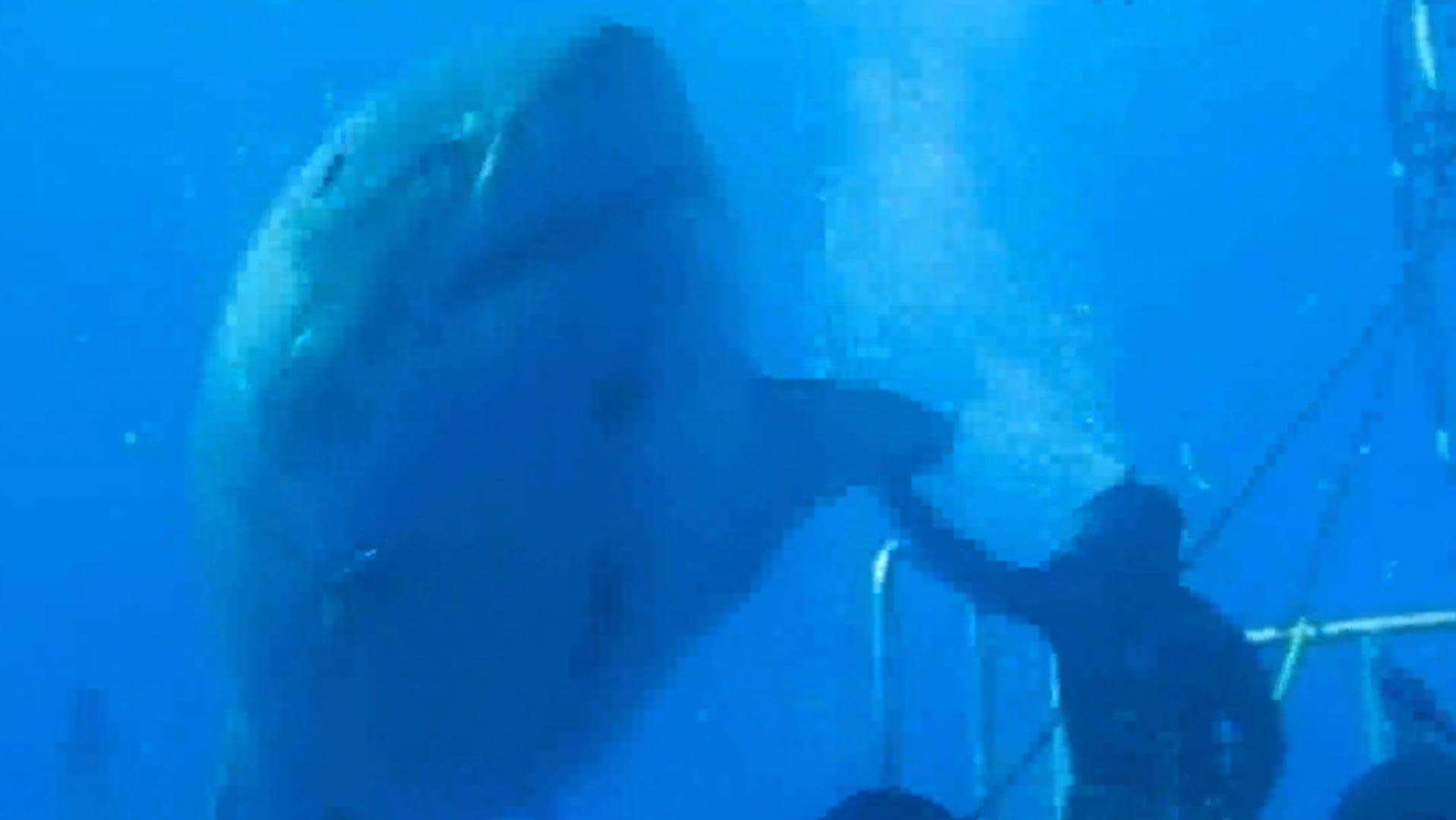 This Great White Shark Might Be The Biggest Ever