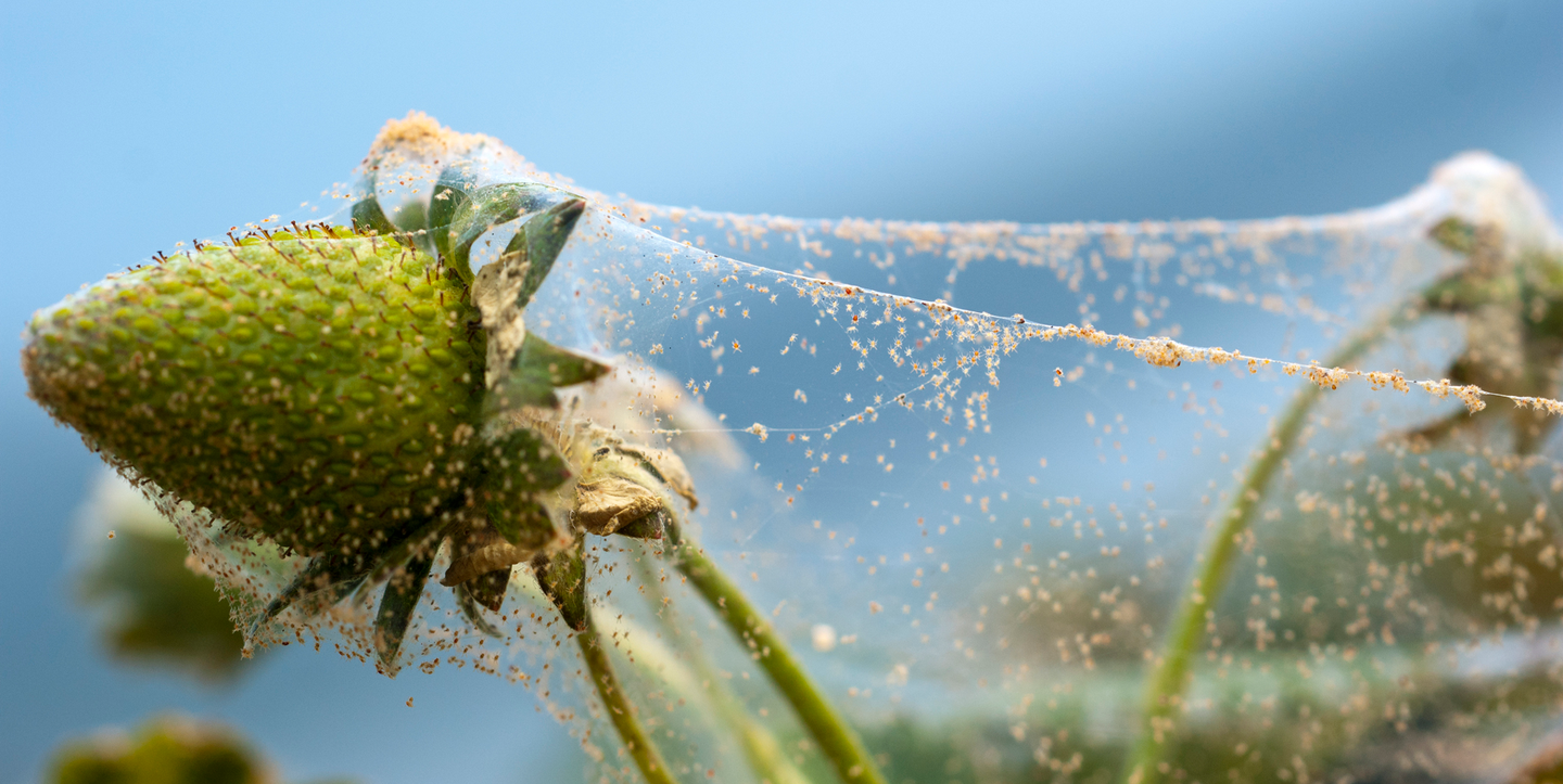 how-to-get-rid-of-spider-mites-that-have-infested-your-garden-or-house