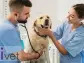 Synchrony Continues Commitment to Supporting Independent Veterinary Practices Through Partnership with PSIvet